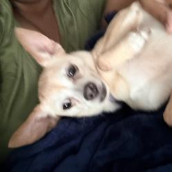 Reunited Female Dog last seen Robin Ln, Graham, NC 27253, USA, Graham, NC 27253