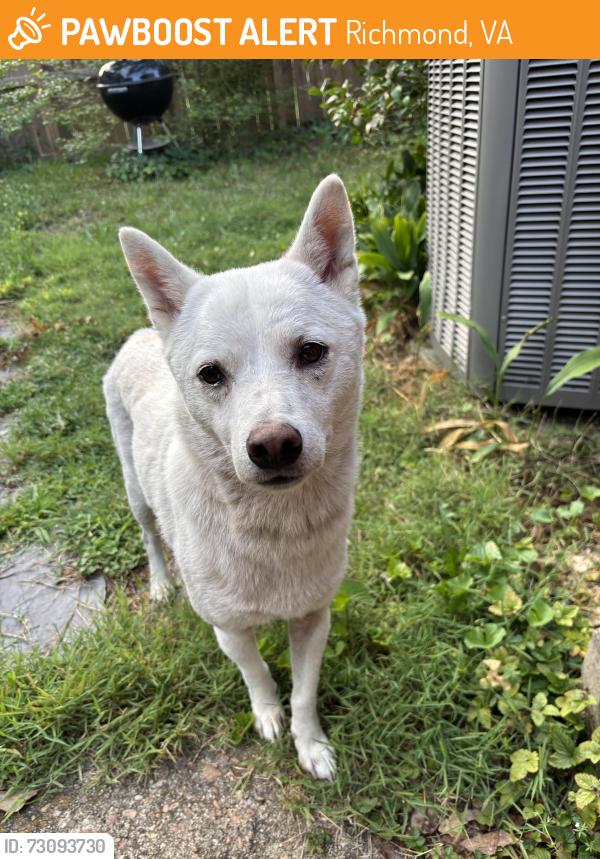 Found/Stray Male Dog last seen Ukrops market, Richmond, VA 23226