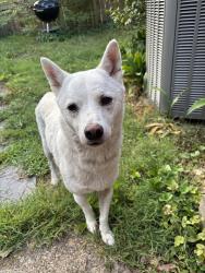 Found/Stray Male Dog last seen Ukrops market, Richmond, VA 23226