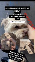 Lost Male Dog last seen Near Hunter St, Perris, CA 92570