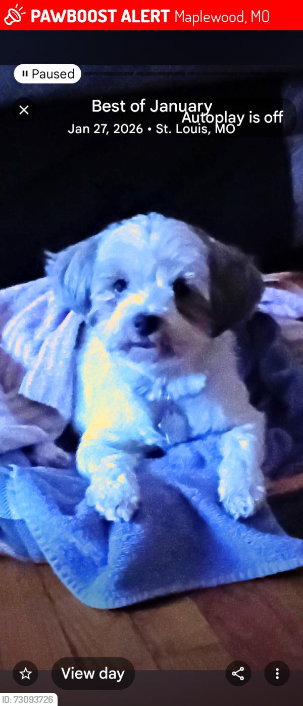 Lost Female Dog last seen Bellevue and Zephyr, Maplewood, MO 63143
