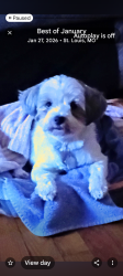 Lost Female Dog last seen Bellevue and Zephyr, Maplewood, MO 63143