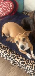 Reunited Female Dog last seen Near rollinglen loop e , Lakeland, FL 33810