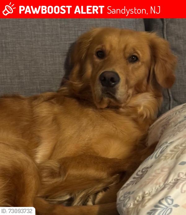 Lost Male Dog last seen Near E Shore Trail Sandyston NJ, Sandyston, NJ 07826
