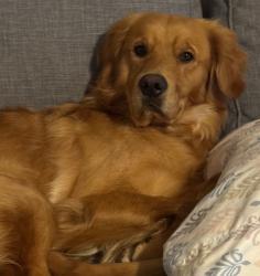 Lost Male Dog last seen Near E Shore Trail Sandyston NJ, Sandyston, NJ 07826