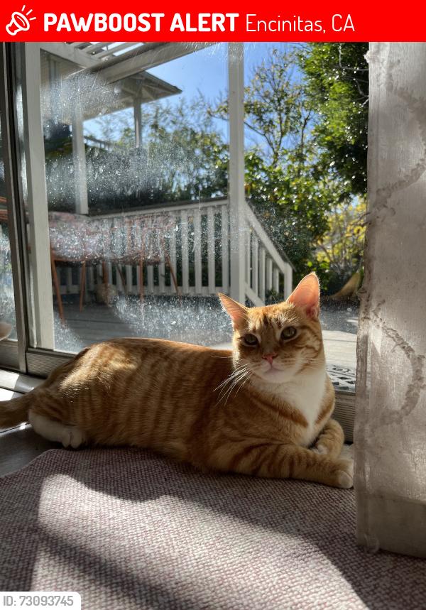 Lost Male Cat last seen Birmingham Drive and Lake Drive/Crest drive, Encinitas, CA 92024