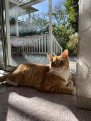 Lost Male Cat last seen Birmingham Drive and Lake Drive/Crest drive, Encinitas, CA 92024