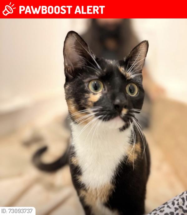 Lost Female Cat last seen Carrington hse hotel, Bournemouth, Christchurch and Poole, England 
