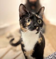 Lost Female Cat last seen Carrington hse hotel, Bournemouth, Christchurch and Poole, England 