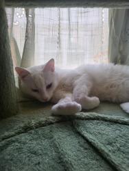 Reunited Female Cat last seen Vera , Golf Manor, OH 45237