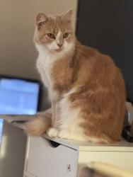 Reunited Female Cat last seen Love lane, Lincolnshire, England 