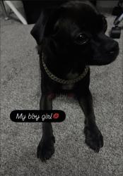 Lost Female Dog last seen Strawberry rd, Pasadena, TX 77502
