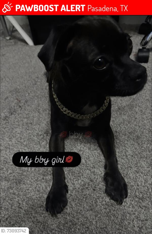 Lost Female Dog last seen Strawberry rd, Pasadena, TX 77502