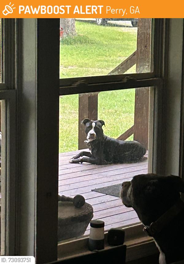 Found/Stray Male Dog last seen Farm ests rd, Perry, GA 31069