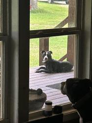 Found/Stray Male Dog last seen Farm ests rd, Perry, GA 31069