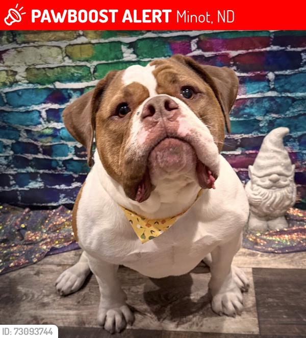 Lost Male Dog last seen 16th St SW gravel road, Minot, ND 58701