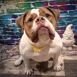 Lost Male Dog last seen 16th St SW gravel road, Minot, ND 58701