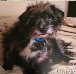 Lost Female Dog last seen Thorndale and Loxley, Columbus, OH 43207