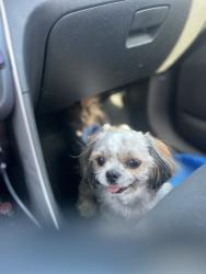 Lost Female Dog last seen Cross oak ranch, Aubrey, TX 76227