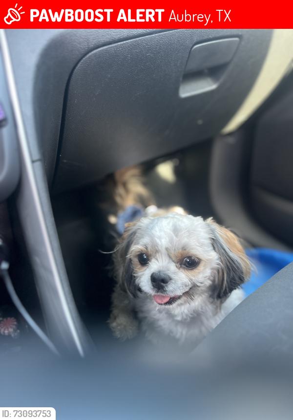 Lost Female Dog last seen Cross oak ranch, Aubrey, TX 76227