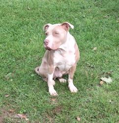 Lost Male Dog last seen Birdhouse mailbox, Bumpass, VA 23024