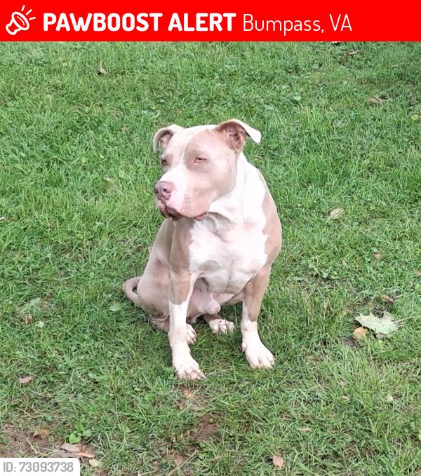 Lost Male Dog last seen Birdhouse mailbox, Bumpass, VA 23024