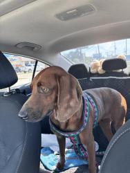 Found/Stray Female Dog last seen Hwy 98, Pensacola, FL 32502