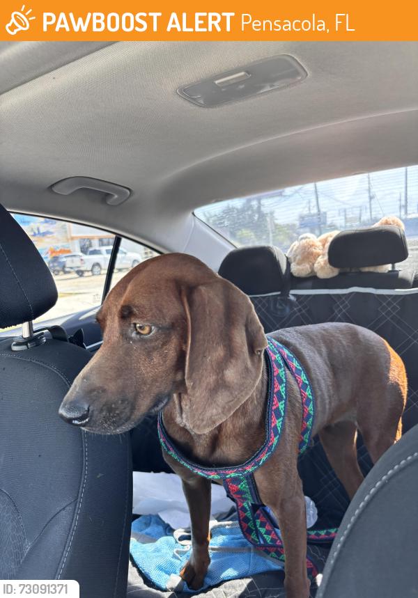 Found/Stray Female Dog last seen Hwy 98, Pensacola, FL 32502