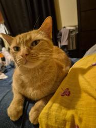 Reunited Female Cat last seen apmts on Gualt, San Antonio, TX 78209