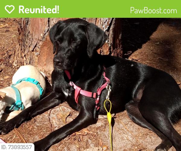 Reunited Female Dog last seen Rolling view and Cinnamon ridge drive, Homosassa Springs, FL 34461