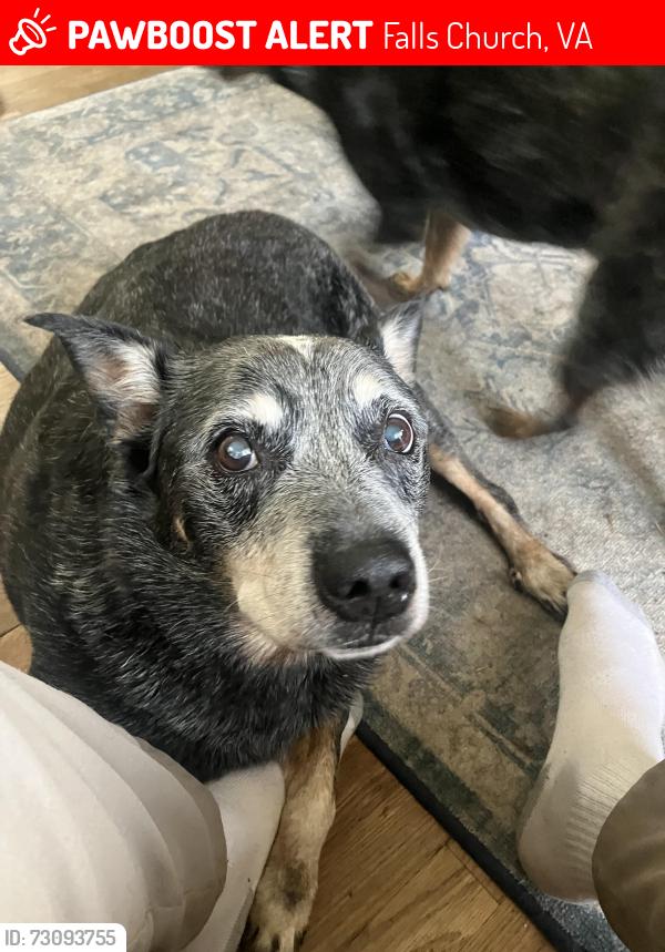Lost Male Dog last seen Barrett Road/Cofer/Annandale Road, Falls Church, VA 22042