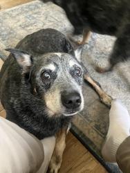 Lost Male Dog last seen Barrett Road/Cofer/Annandale Road, Falls Church, VA 22042