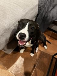Found/Stray Female Dog last seen Del Valle HS, Austin, TX 78719