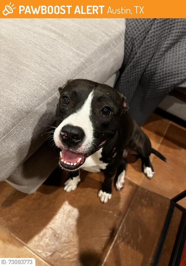 Found/Stray Female Dog last seen Del Valle HS, Austin, TX 78719