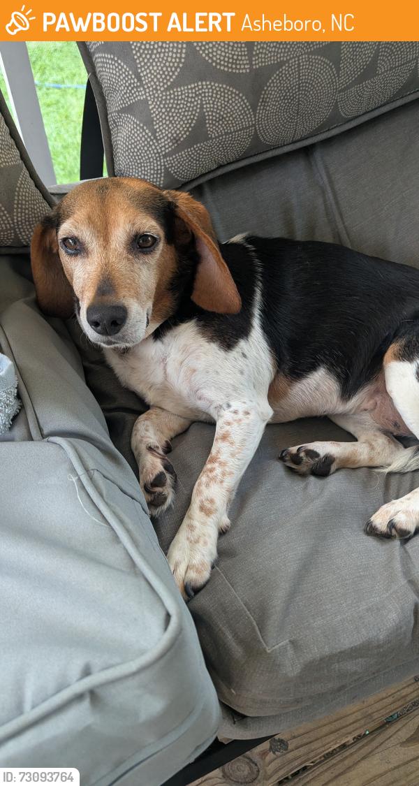 Found/Stray Female Dog last seen Skycrest country rd and Rising View Way, Asheboro, NC 27205