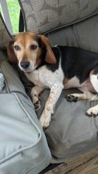 Found/Stray Female Dog last seen Skycrest country rd and Rising View Way, Asheboro, NC 27205