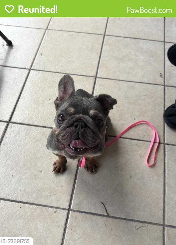 Reunited Female Dog last seen Redeemer Presbyterian Church, Inverness, FL 34450