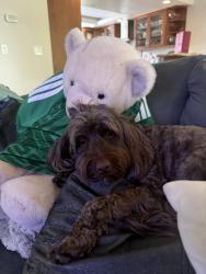 Reunited Female Dog last seen Ocean View Park , Santa Cruz, CA 95062