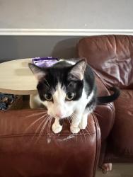 Reunited Male Cat last seen Sheldon Rd and N Territorial Rd, Plymouth, MI 48170