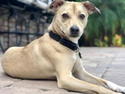 Lost Female Dog last seen Philippe Parkway and Enterprise, Safety Harbor, FL 33759
