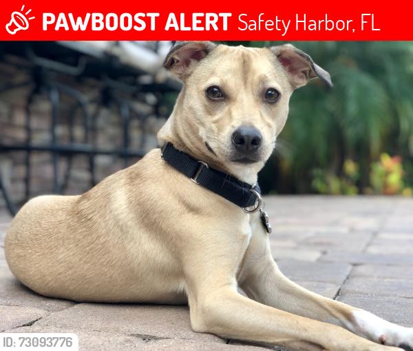 Lost Female Dog last seen Philippe Parkway and Enterprise, Safety Harbor, FL 33759