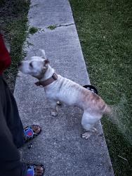 Found/Stray Female Dog last seen Huntington Rd, Tarboro, NC 27886