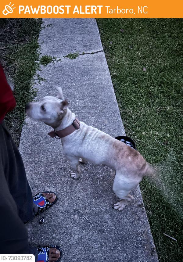 Found/Stray Female Dog last seen Huntington Rd, Tarboro, NC 27886