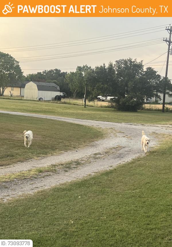 Found/Stray Male Dog last seen CR711/Briaroaks/Bethesda, Johnson County, TX 76028