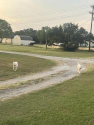 Found/Stray Male Dog last seen CR711/Briaroaks/Bethesda, Johnson County, TX 76028