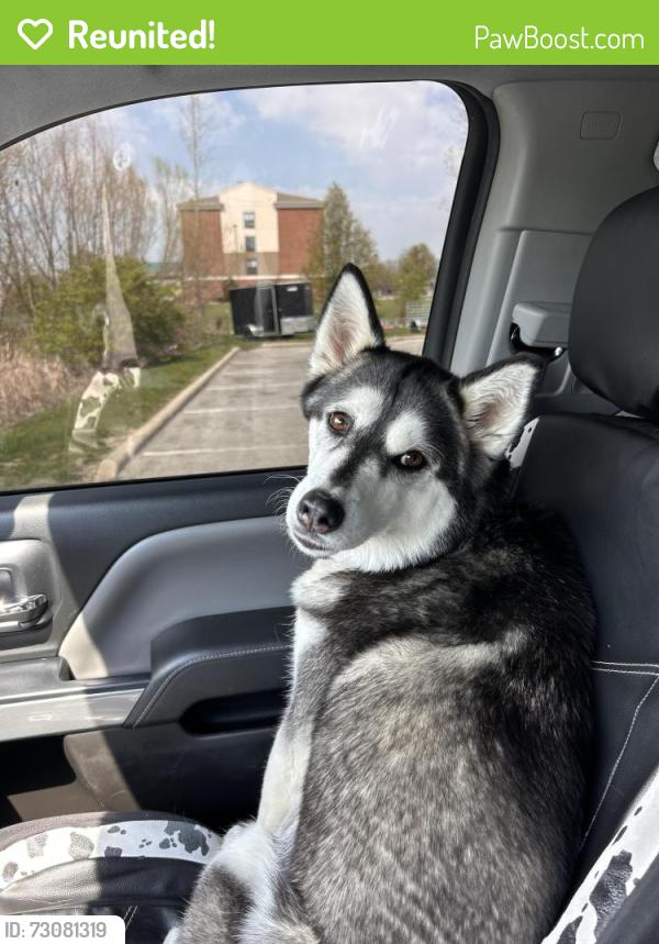 Reunited Female Dog last seen Fort king road, Zephyrhills, FL 33541