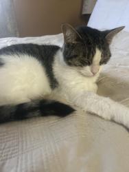 Reunited Female Cat last seen Oland and longford, Mississauga, ON L5M