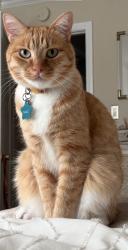 Reunited Male Cat last seen Ione & Avalon, Sacramento, CA 95864