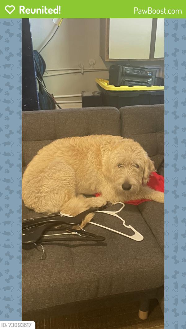 Reunited Male Dog last seen Near blue iris place longwood, fl, Longwood, FL 32779