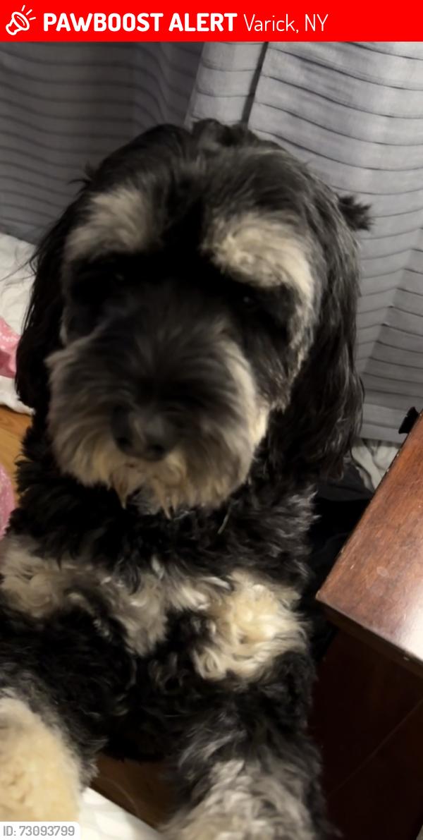 Lost Male Dog last seen Near state Rt 89, Varick, NY 14541